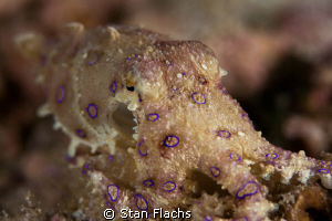 Tiny, beautiful and deadly blue-ringed octopus by Stan Flachs 